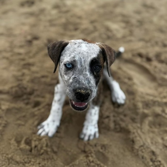 Photo of Pepper