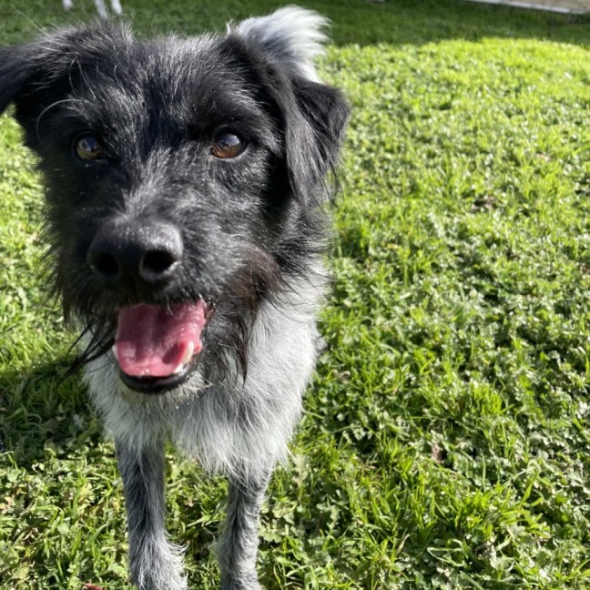 Photo of Whiskey