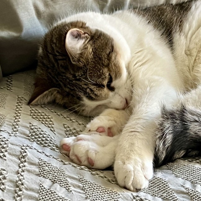 Photo of Brett **2nd Chance Cat Rescue**