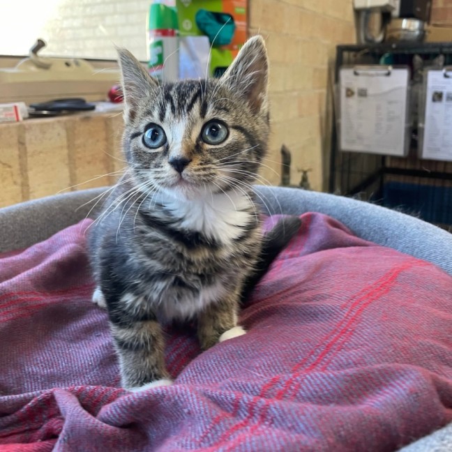 Photo of Cookie