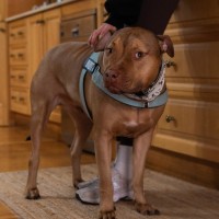 Photo of Bandit
