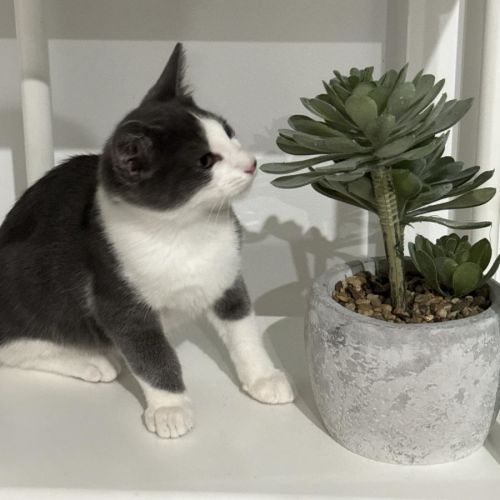Edward - Domestic Short Hair Cat