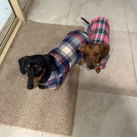 Photo of Honey And Frankie 