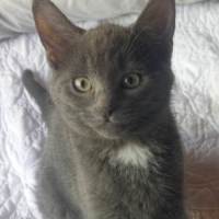 Photo of Wolf 🐾🐺💙