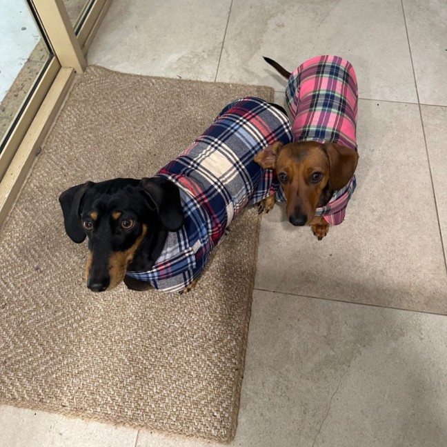 Photo of Honey And Frankie 