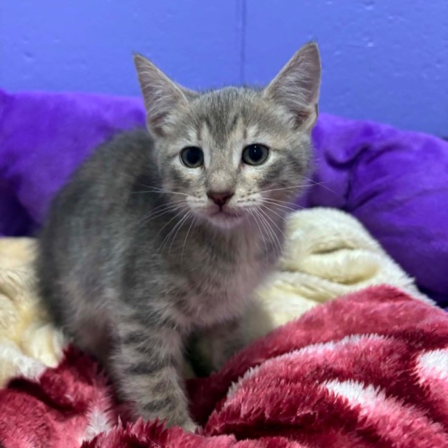 Photo of Pippin