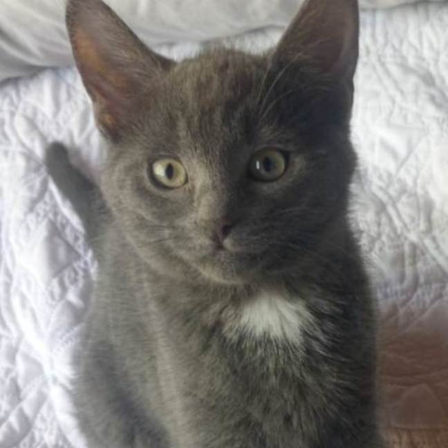 Photo of Wolf 🐾🐺💙