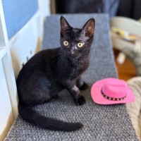 Photo of Binx