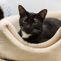 Photo of Jimmy *9 Lives Project Rescue*