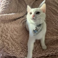 Photo of Lola   In Foster Care In Cranbourne