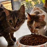 Photo of Daisy & Poppy
