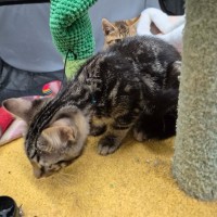 Photo of Angelo ** 2nd Chance Cat Rescue**