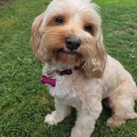 Photo of Ruby