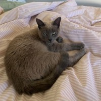 Photo of Toast