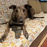 Photo of Doug, The Brindle Greyhound