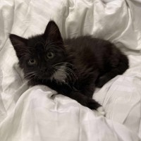 Photo of Milly Moo Chompasaurus 