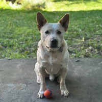 Photo of Jester   3yo Cattle Dog X 