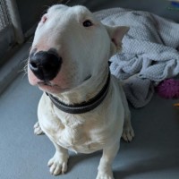 Photo of Loki