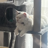 Photo of Cashew *9 Lives Project Rescue*