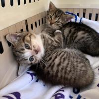 Photo of Bean & Munchkin