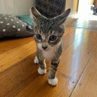 Photo of Pebbles & Carter