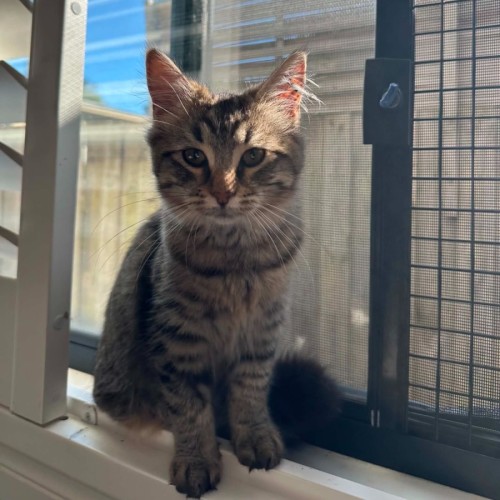 Lola - Domestic Short Hair (DSH) Cat