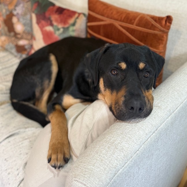 Photo of Rocky Balboa