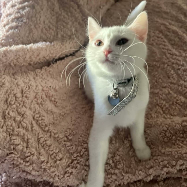 Photo of Lola   In Foster Care In Cranbourne