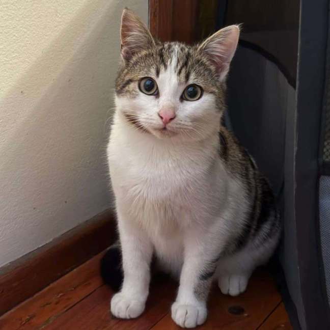 Photo of Bunny