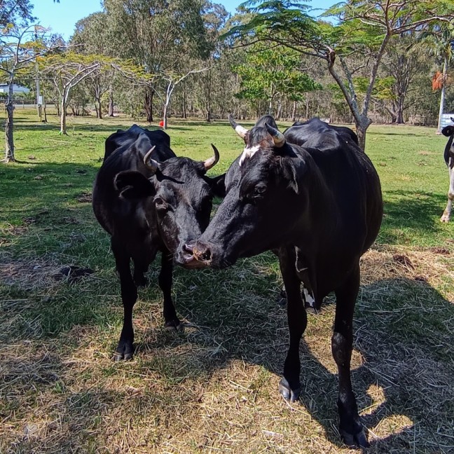 Photo of Lucky The Bull   Newby And Coco The Cows