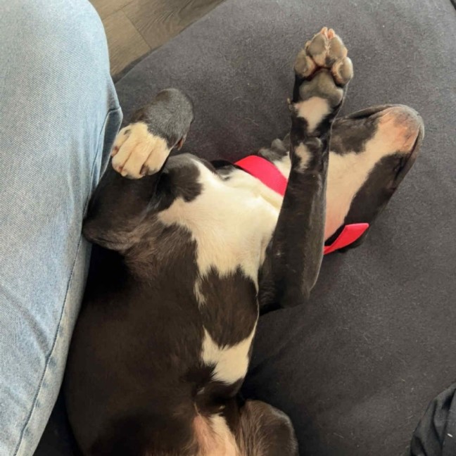 Photo of Kate 🐶  3 Month Old Female Staffy X