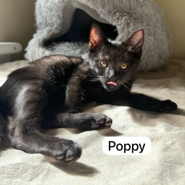 Photo of Flower Pot Three