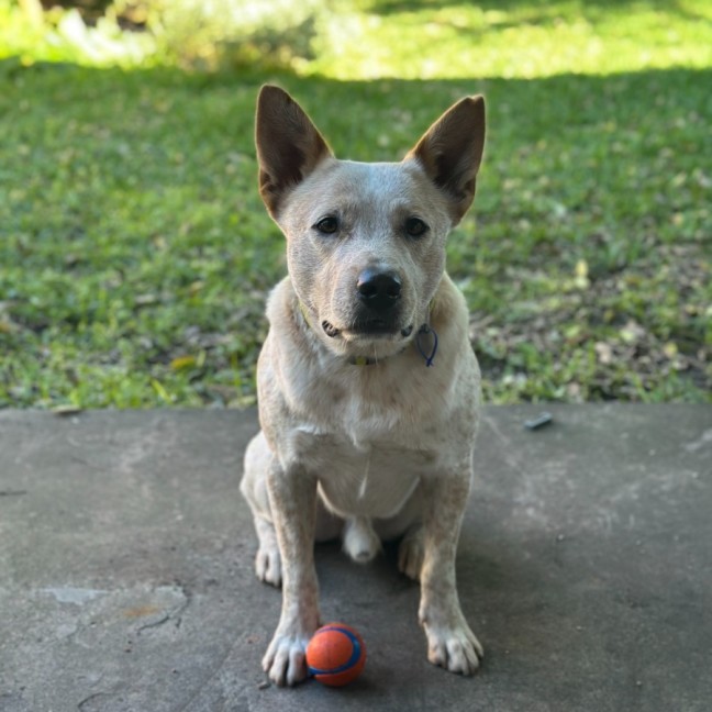 Photo of Jester   3yo Cattle Dog X 