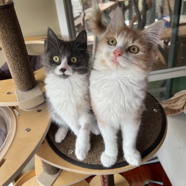 Photo of Angus & Fox