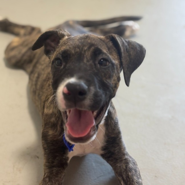 Photo of Reba   3 Month Old Staffy X (On Trial)