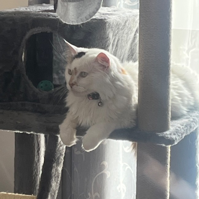 Photo of Cashew *9 Lives Project Rescue*