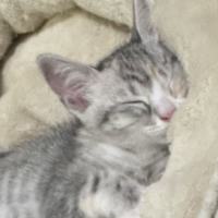 Photo of Mousey