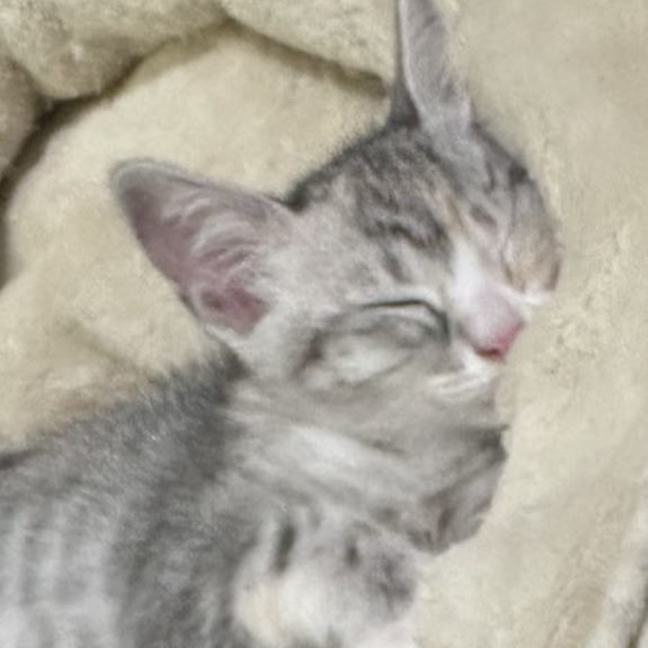 Photo of Mousey