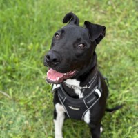 Photo of 🐾 Scout 🐾