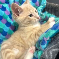 Photo of Annie 🧡   Meet Me @ Petstock Prahran!