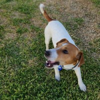 Photo of Rue   18 Month Old Jack Russell X