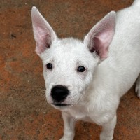 Photo of Goose