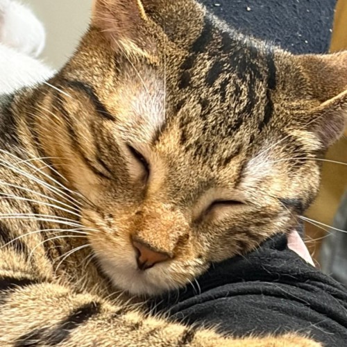 Truffle - Domestic Short Hair (DSH) Cat