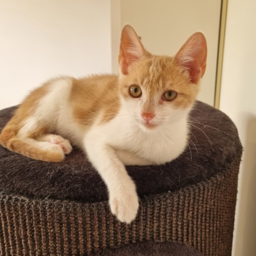 Darby - Domestic Short Hair (DSH) Cat