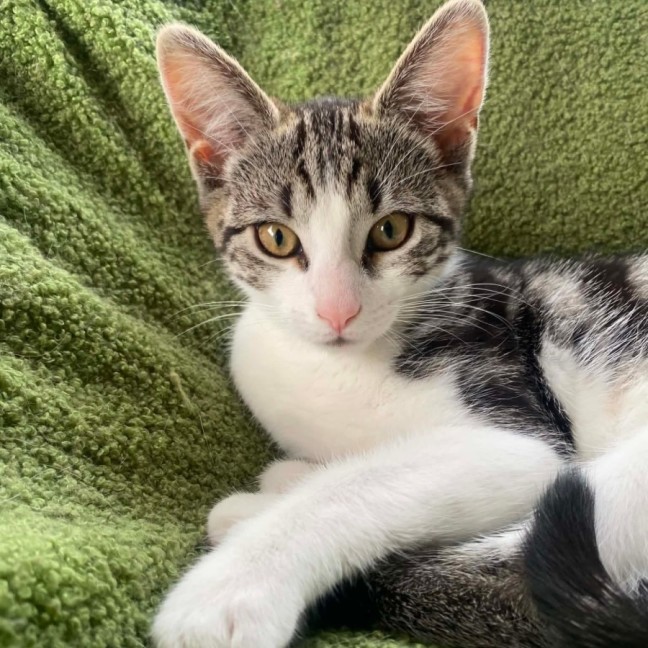 Photo of Rocky