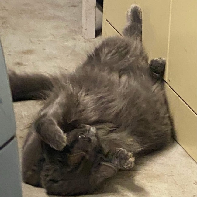 Photo of Cleo