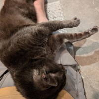 Photo of 🩶Shoto!🩶