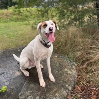 Photo of Huey