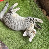Photo of Apollo