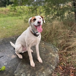 Medium Male Bullmastiff Mix Dog